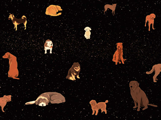 Popular Science Introverted Dogs Illustration By Isabel Seliger